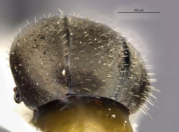 Media type: image;   Entomology 34598 Aspect: abdomen dorsal view